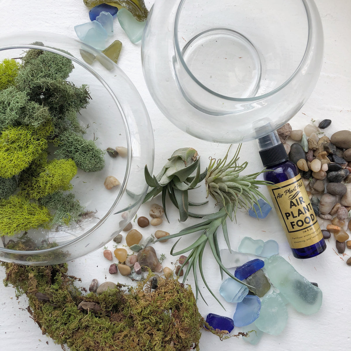 Build Your Own Air Plant Terrarium with Our Complete Kit - Three Bears  Emporium
