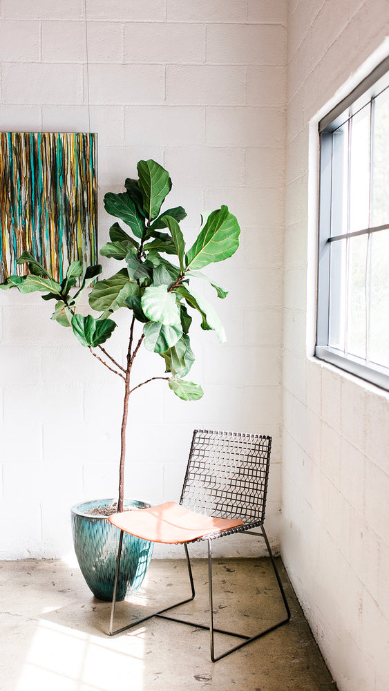 Preparing Your Indoor Plants for Spring