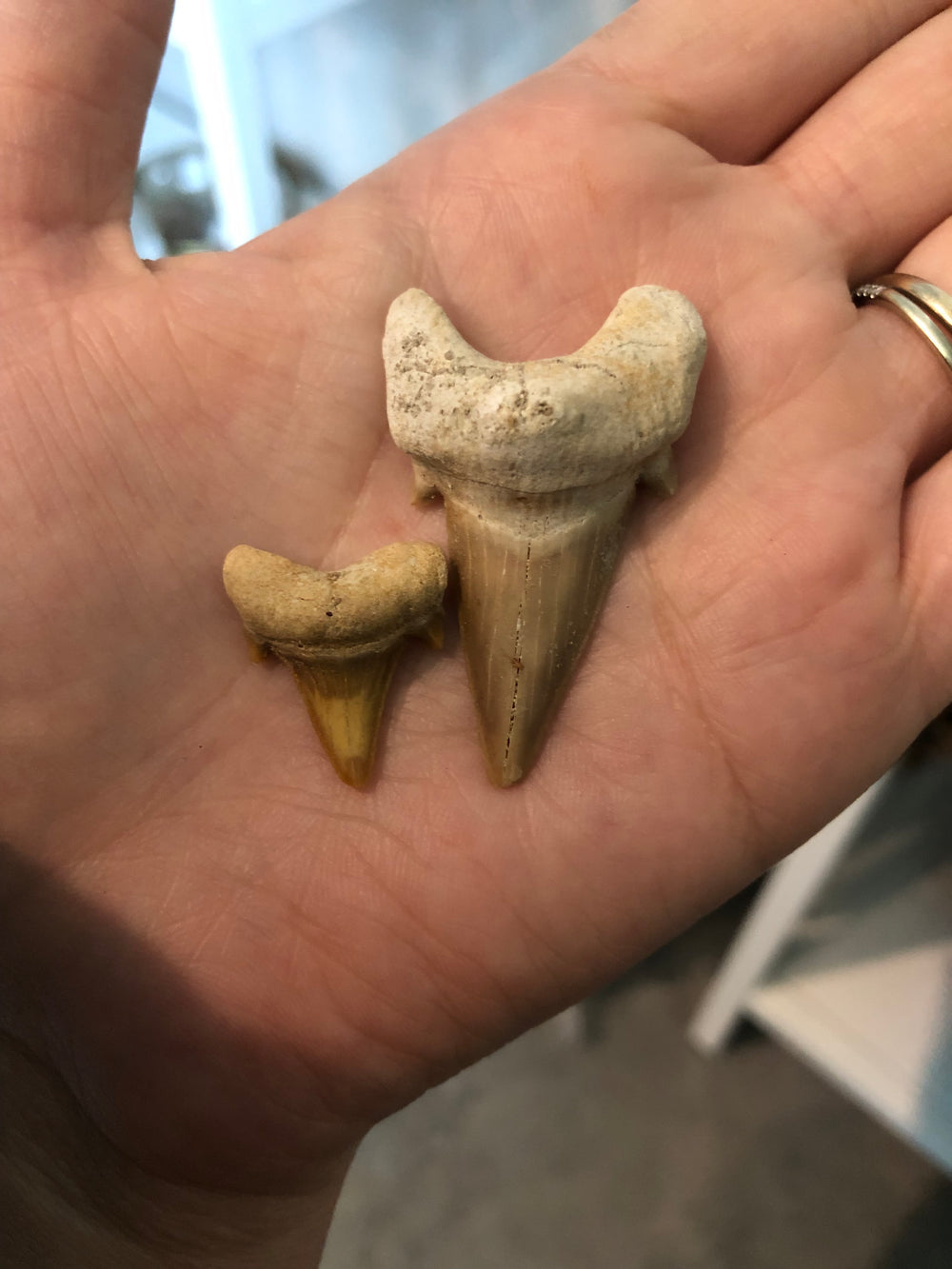 Large Shark teeth (Moroccan)