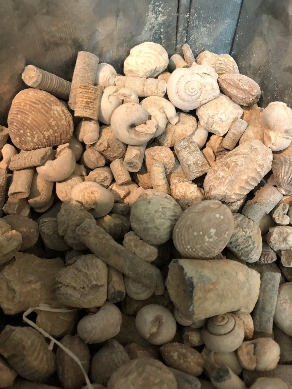 2 for $1 Ocean Fossils (Moroccan Mix)