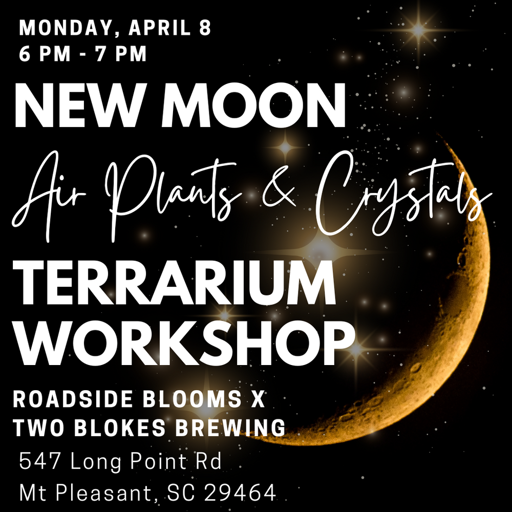 Monday, April 8, 2024: New Moon Air Plants & Crystals Terrarium Workshop