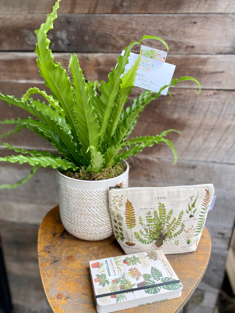 Potted Plant Gift Set